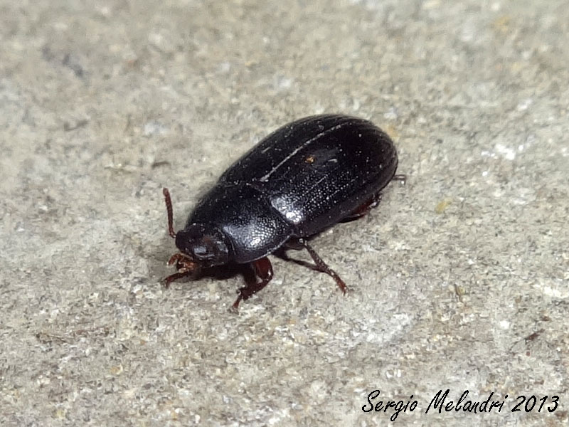 Identificazione - Alphitobius diaperinus (Tenebrionidae)